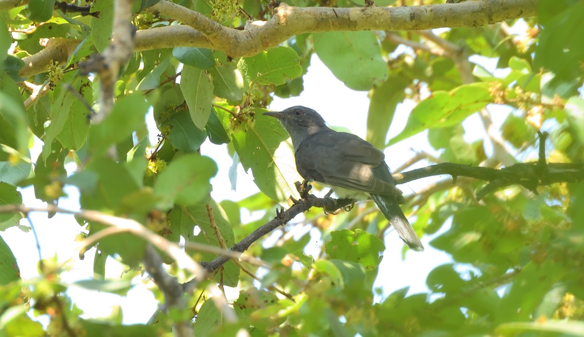 Gray-bellied Cuckoo - ML610287223