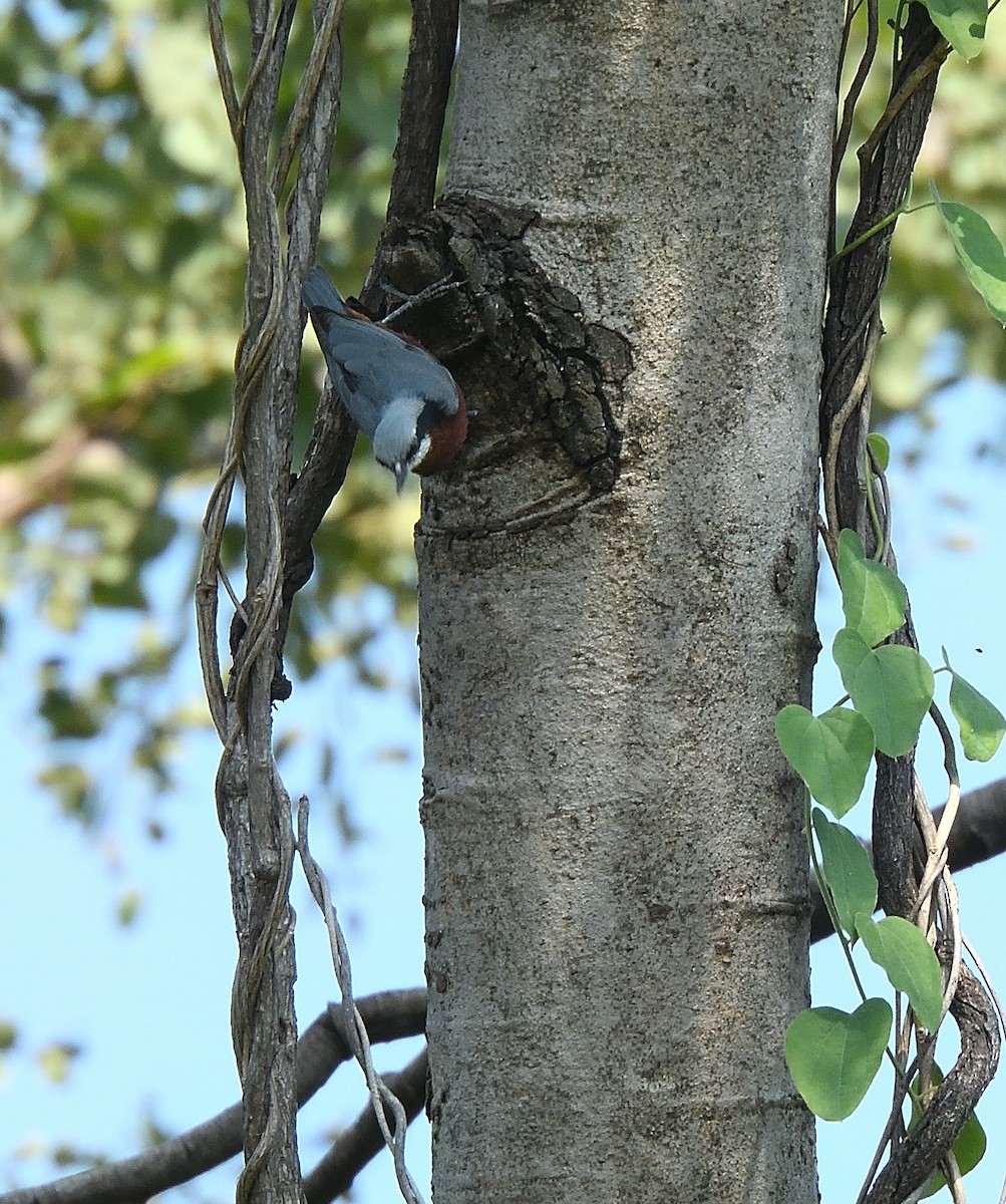 Indian Nuthatch - ML610287254