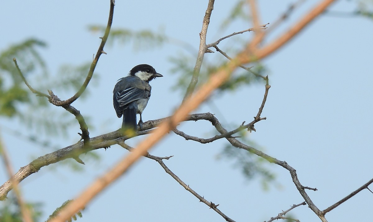 Cinereous Tit - ML610287268