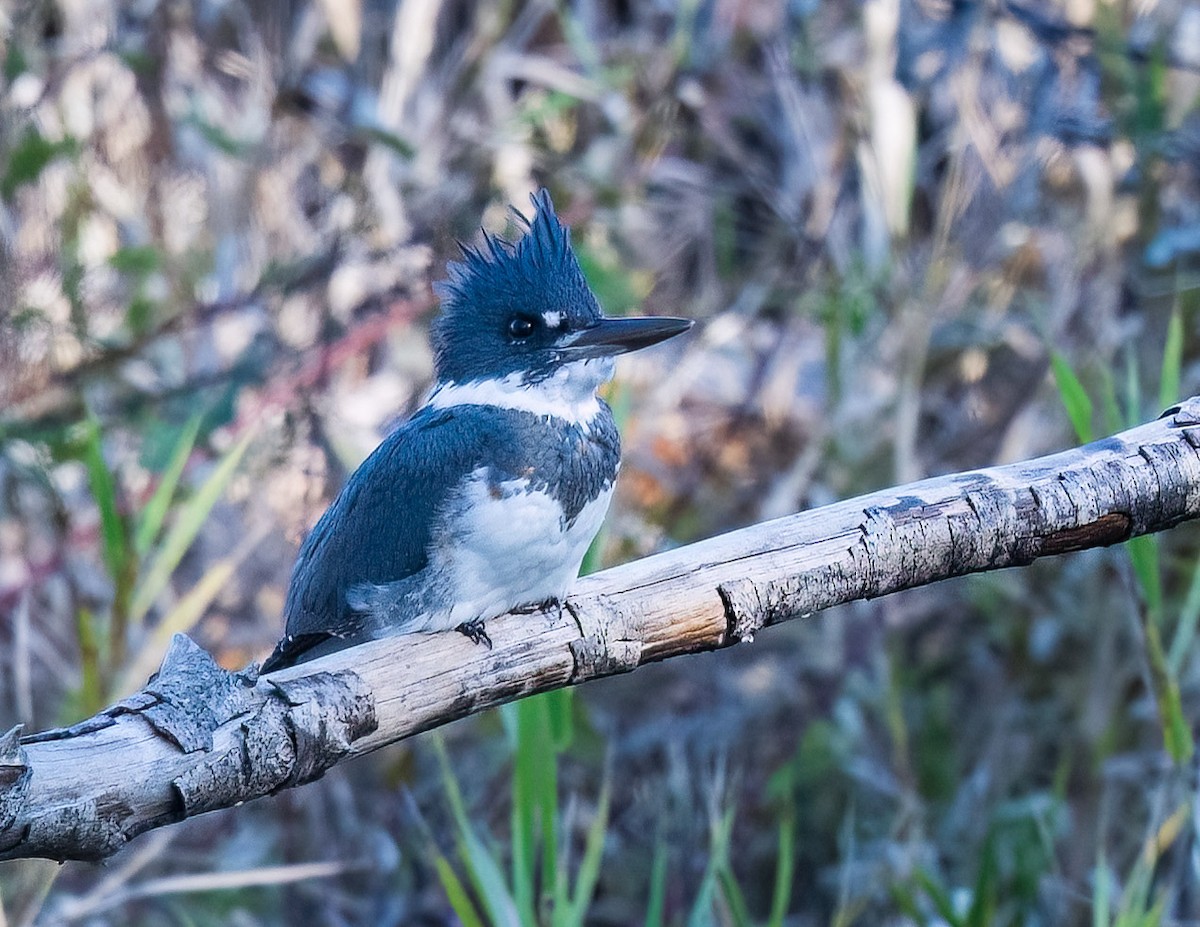 Belted Kingfisher - ML610287371