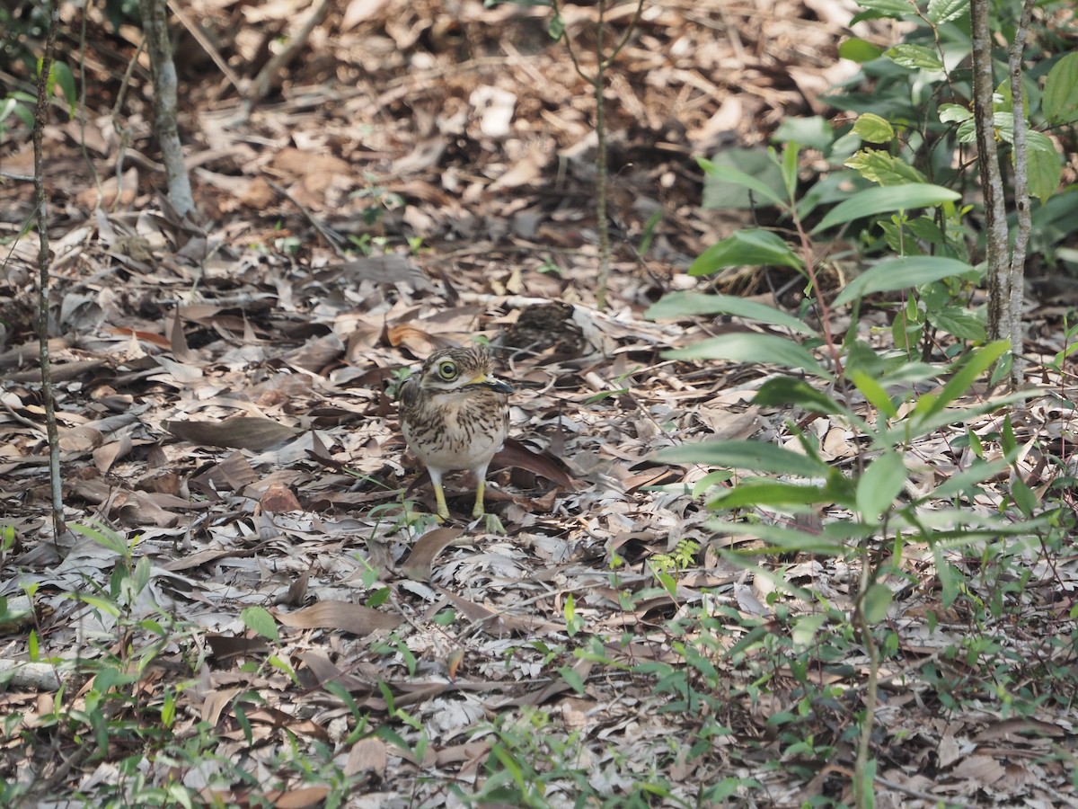 Indian Thick-knee - ML610287453