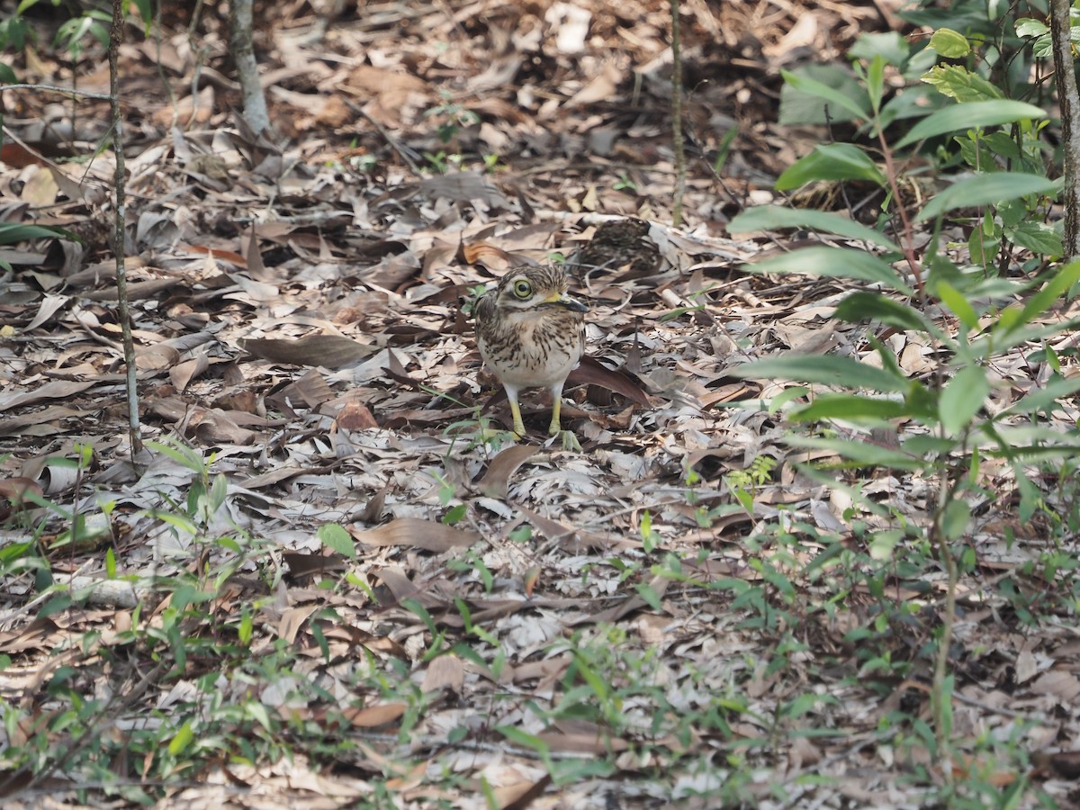 Indian Thick-knee - ML610287454