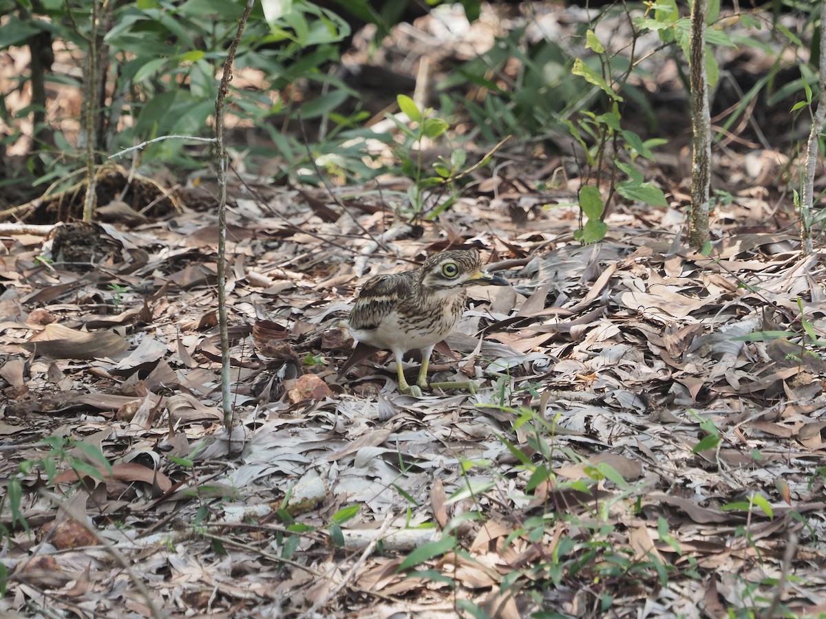 Indian Thick-knee - ML610287455