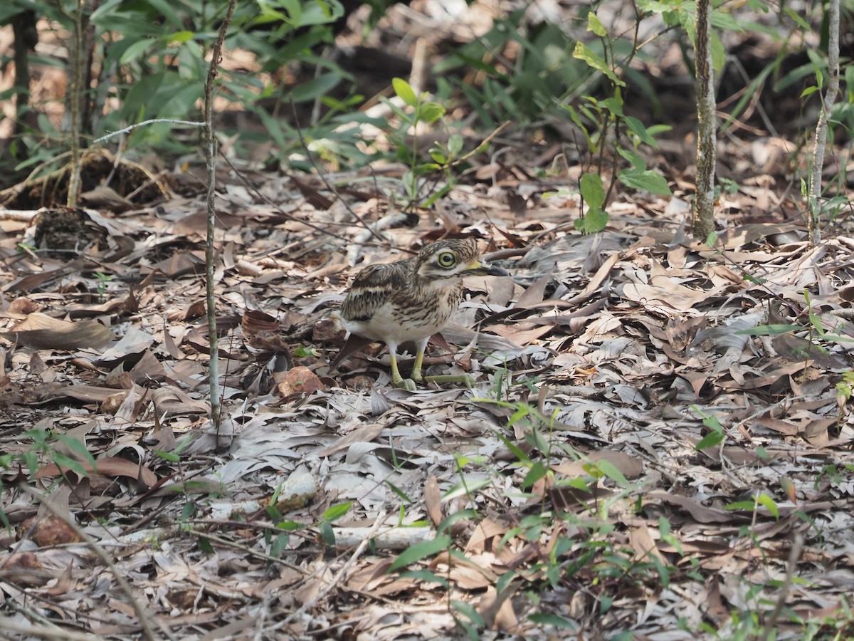 Indian Thick-knee - ML610287456