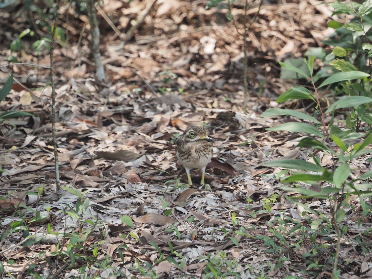 Indian Thick-knee - ML610287458