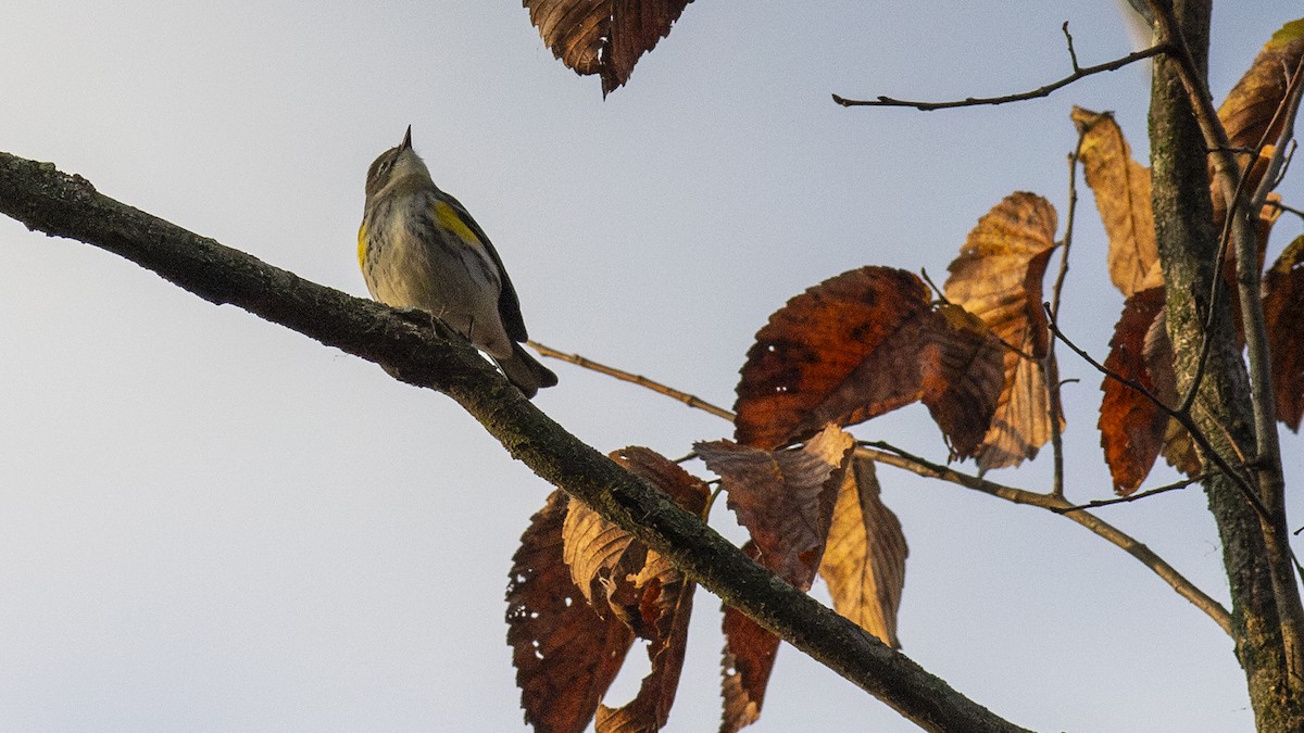 Yellow-rumped Warbler - Todd Kiraly