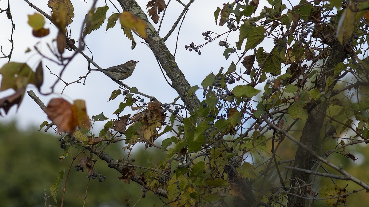 Yellow-rumped Warbler - Todd Kiraly