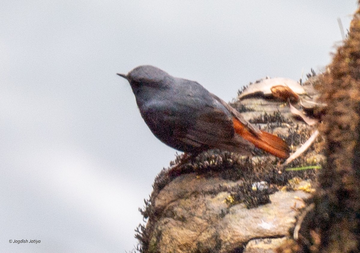 Plumbeous Redstart - ML610287724