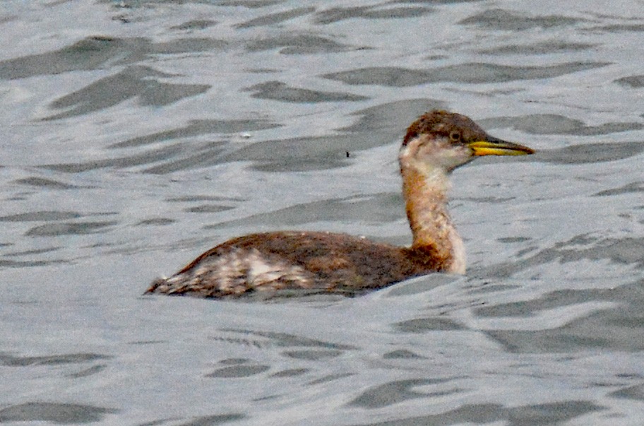 Red-necked Grebe - Michael J Good