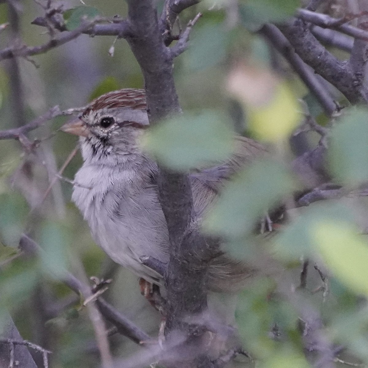 Rufous-winged Sparrow - ML610287737