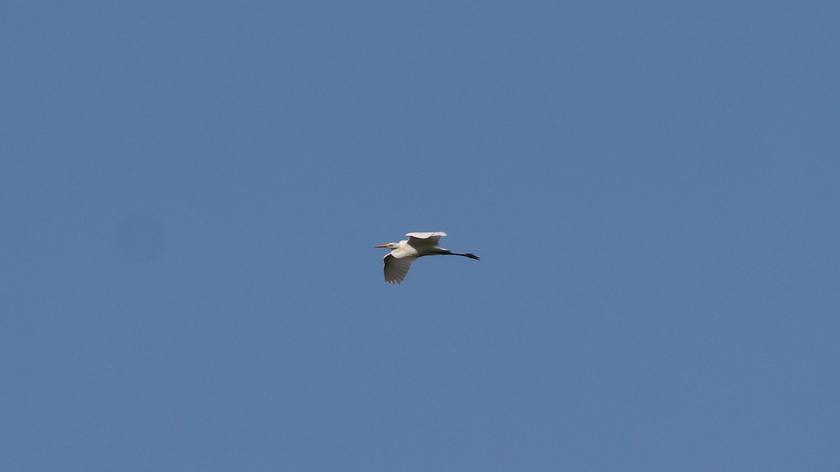 Great Egret - ML610287933