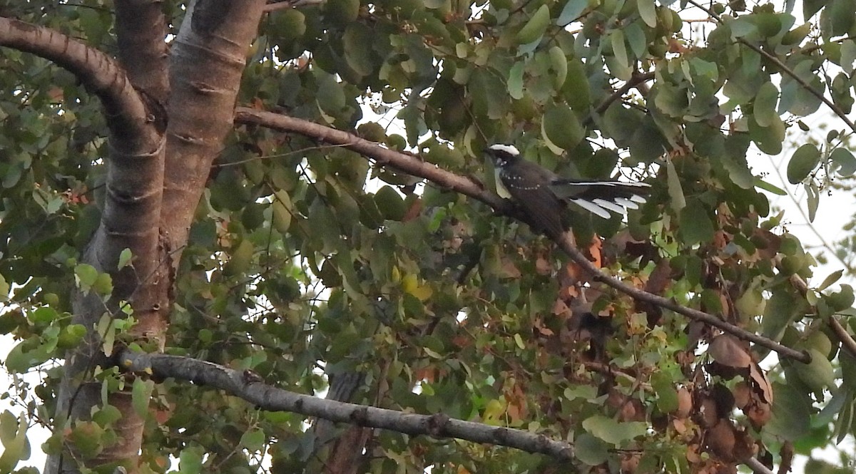 White-browed Fantail - ML610287937