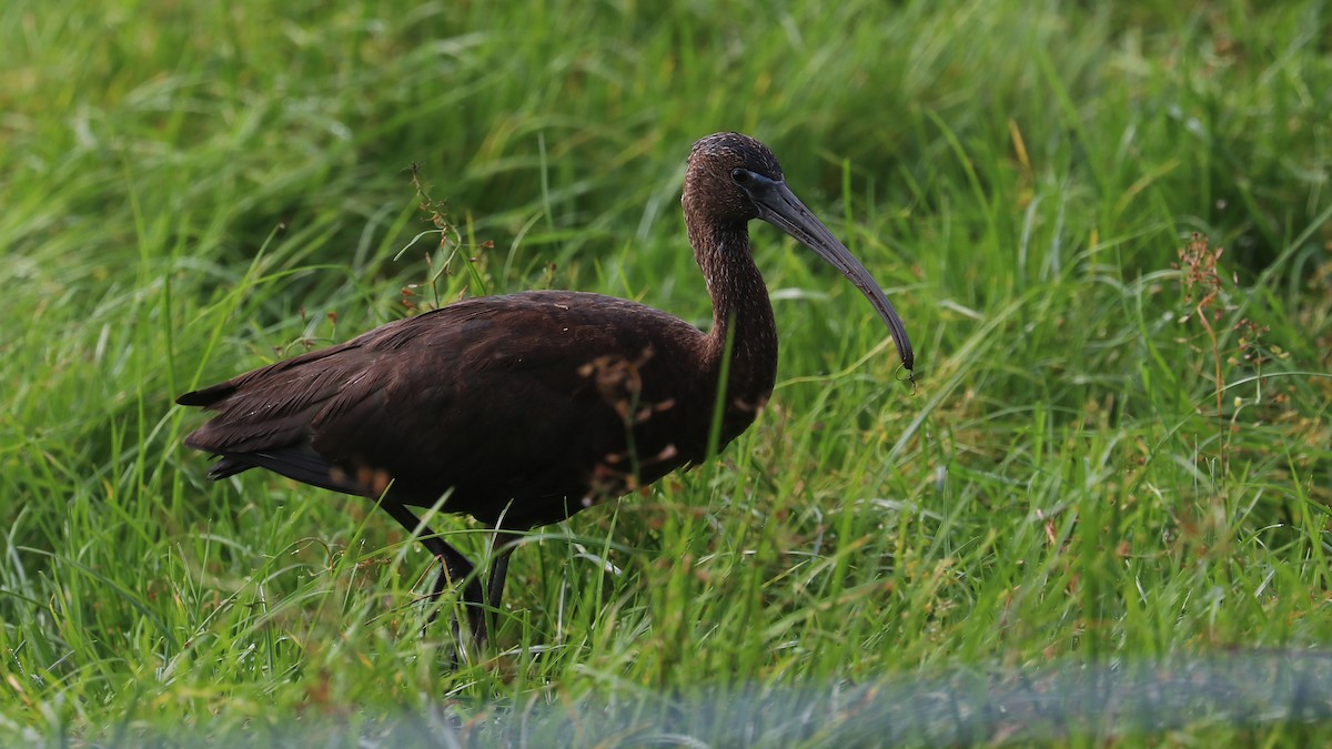ibis hnědý - ML610288006