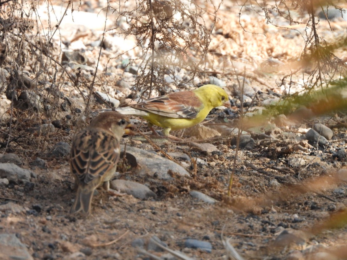 Sudan Golden Sparrow - Miguel Hernández Santana