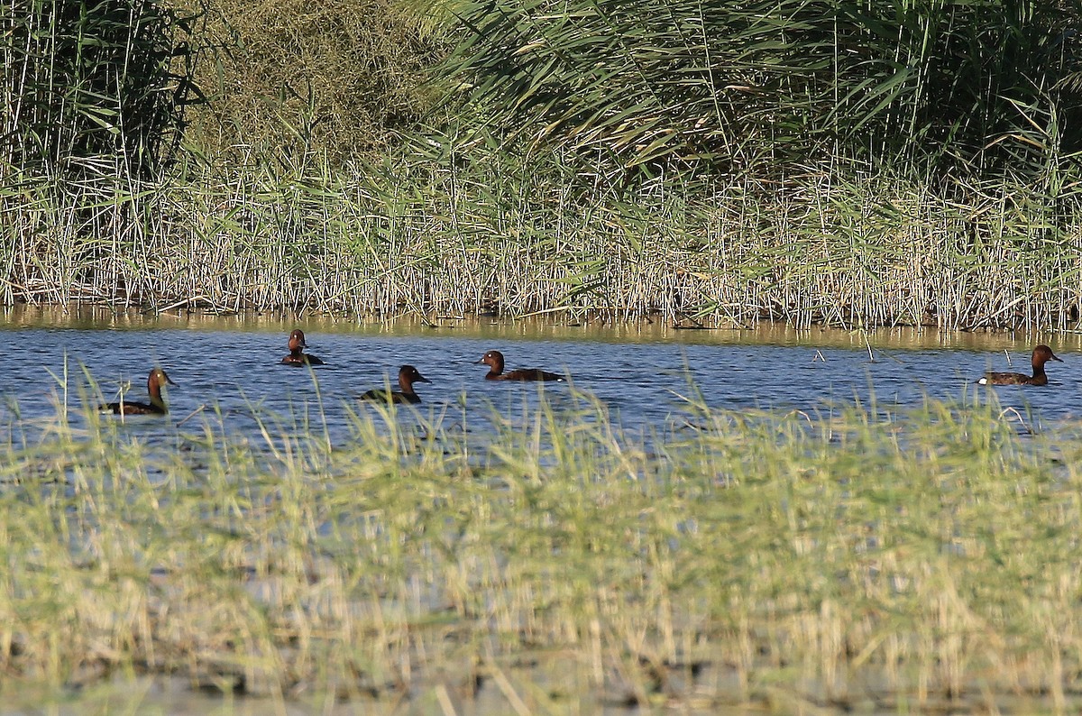 Ferruginous Duck - ML610288058