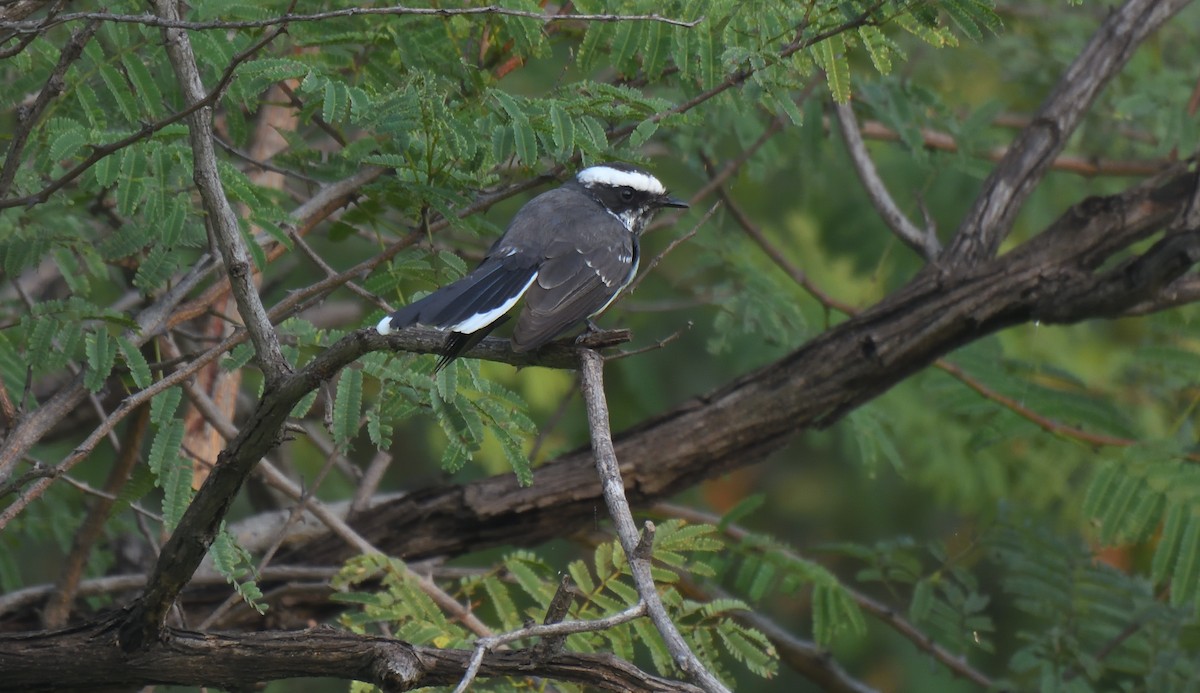 White-browed Fantail - ML610288075