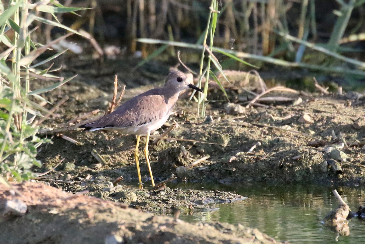 White-tailed Lapwing - ML610288077