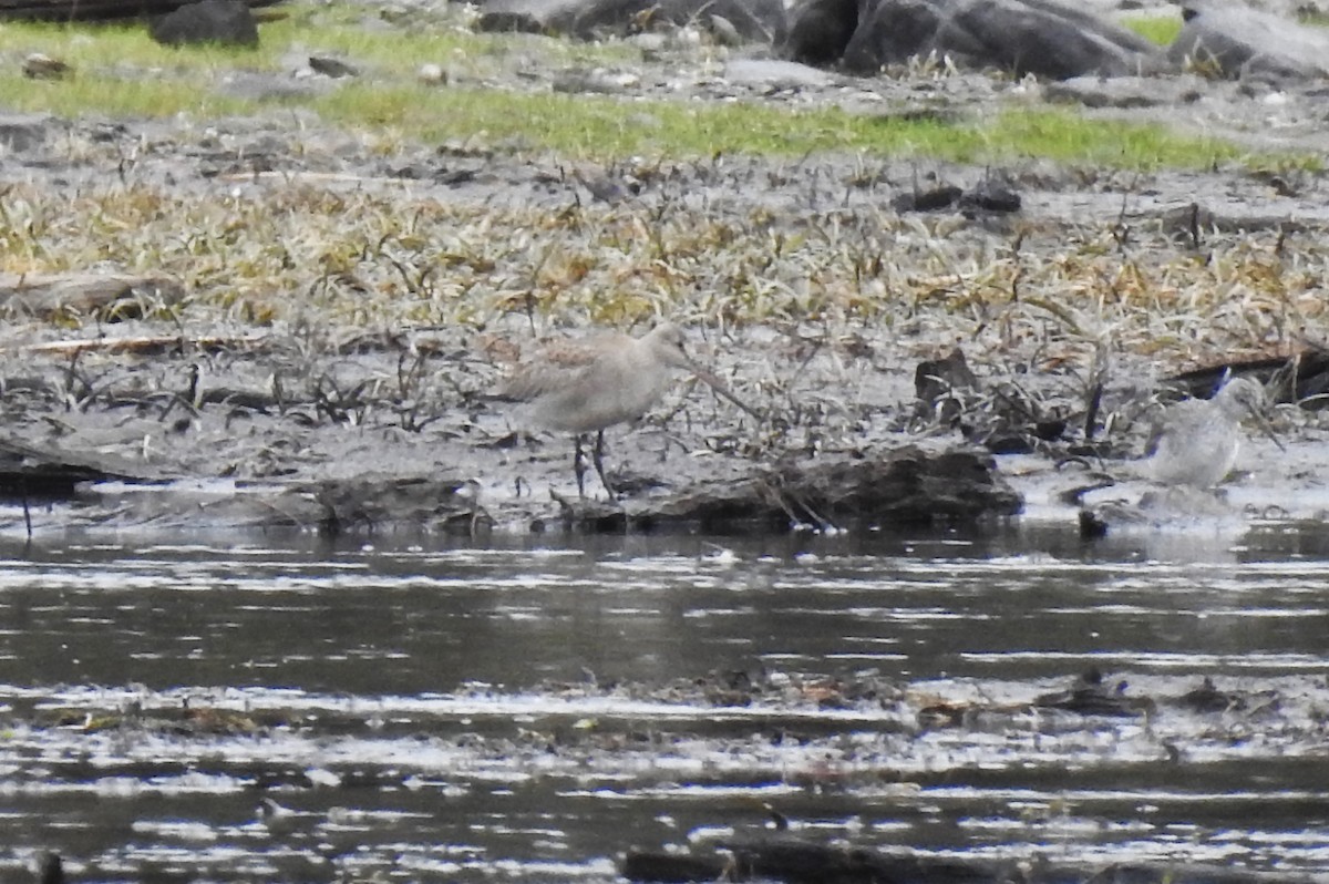 Hudsonian Godwit - Steve Mierzykowski