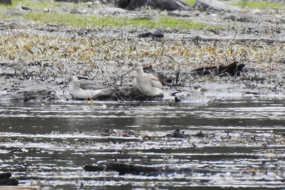 Hudsonian Godwit - Steve Mierzykowski