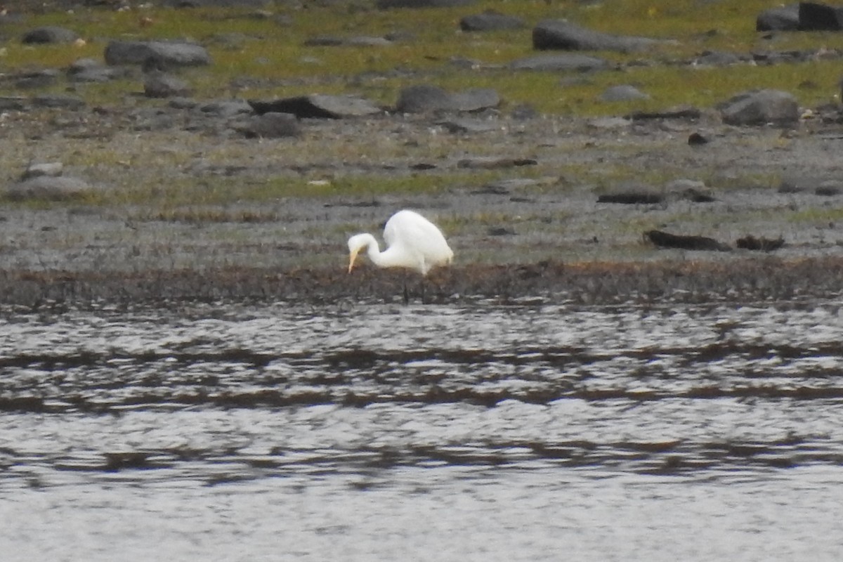 Great Egret - ML610288214