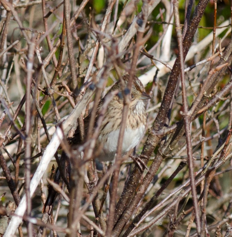 Lincoln's Sparrow - ML610288372