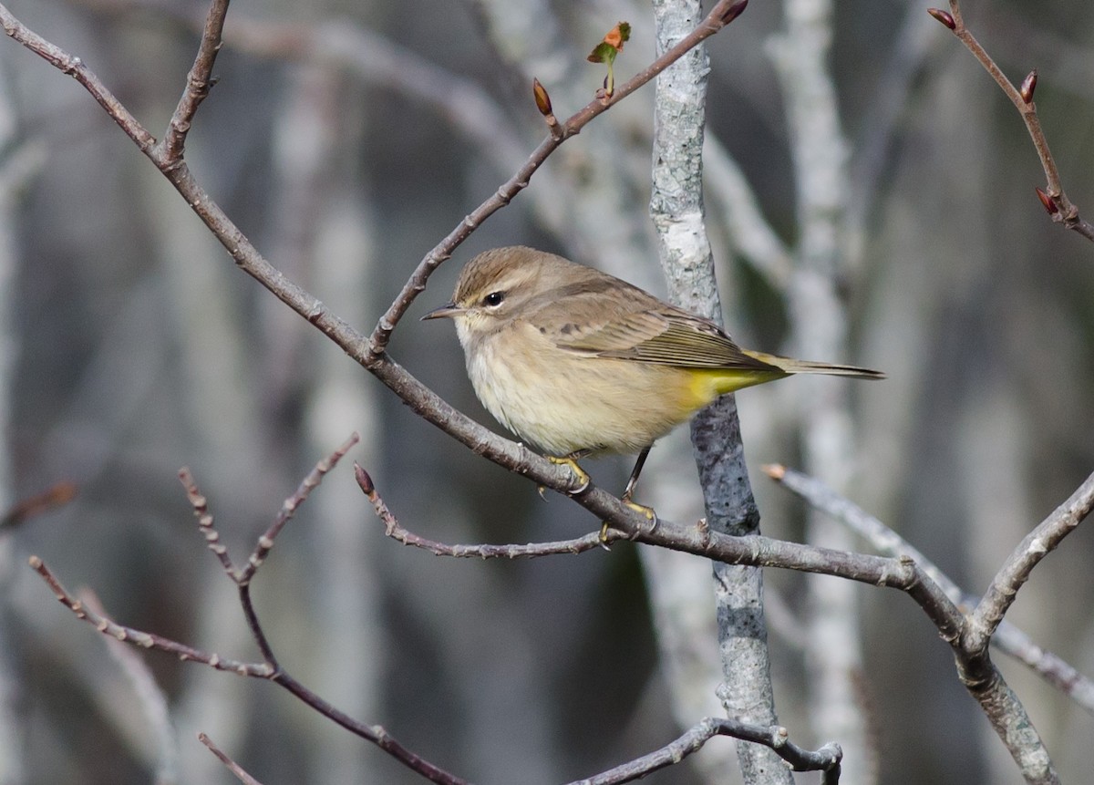 Palm Warbler (Western) - Alix d'Entremont