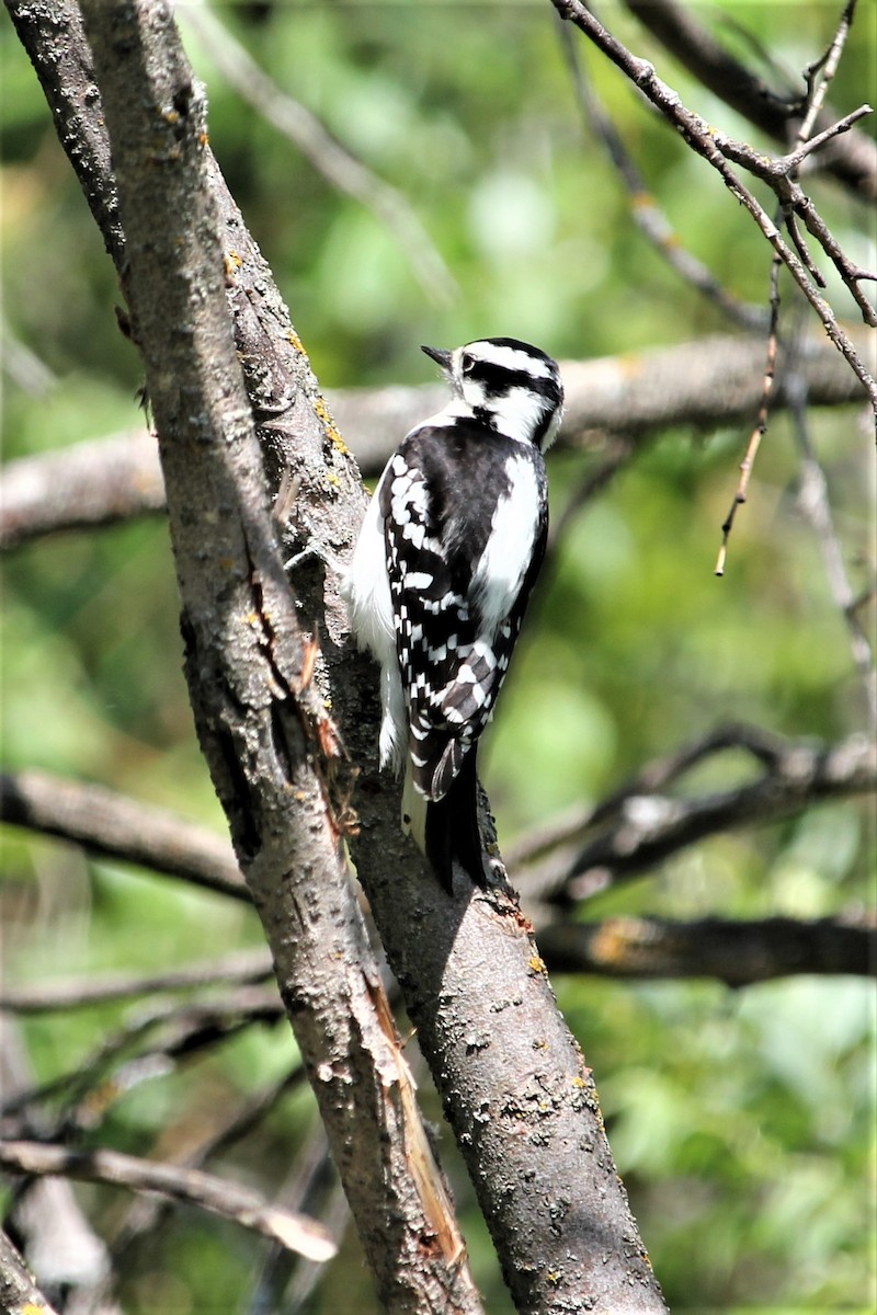Hairy Woodpecker - Rose Kuzina