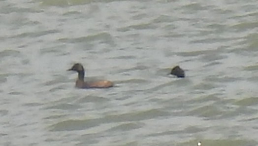 Eared Grebe - ML610288526