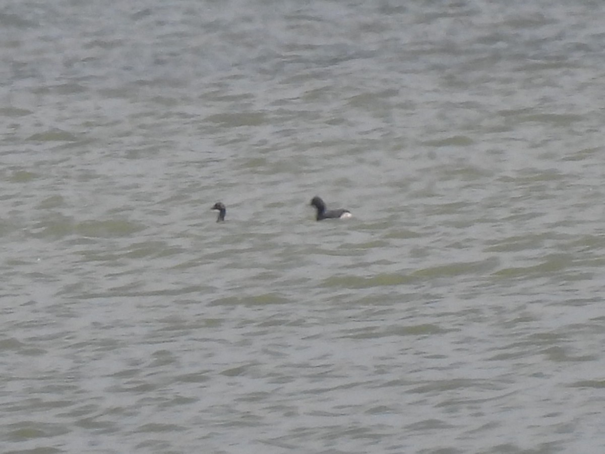 Eared Grebe - Christopher Daniels