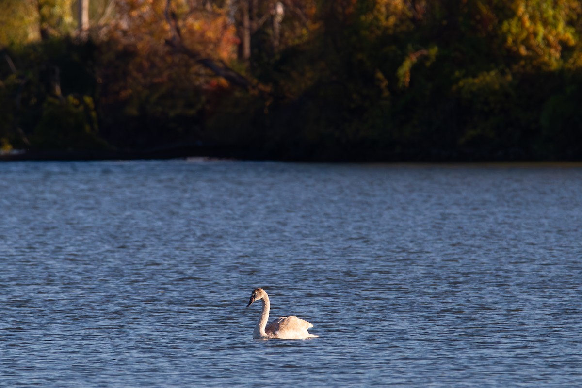 Mute Swan - ML610288550