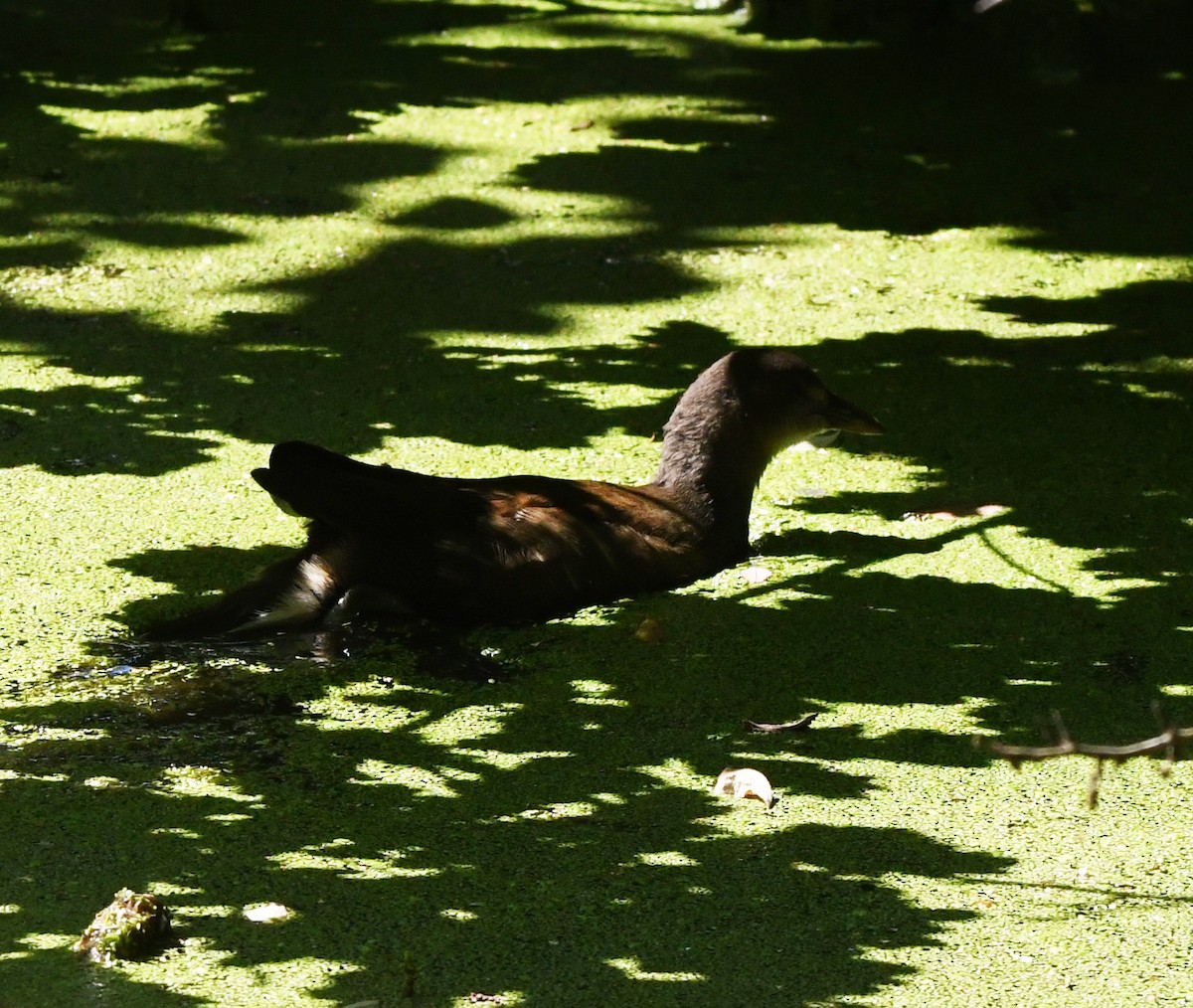 Eurasian Moorhen - ML610288551