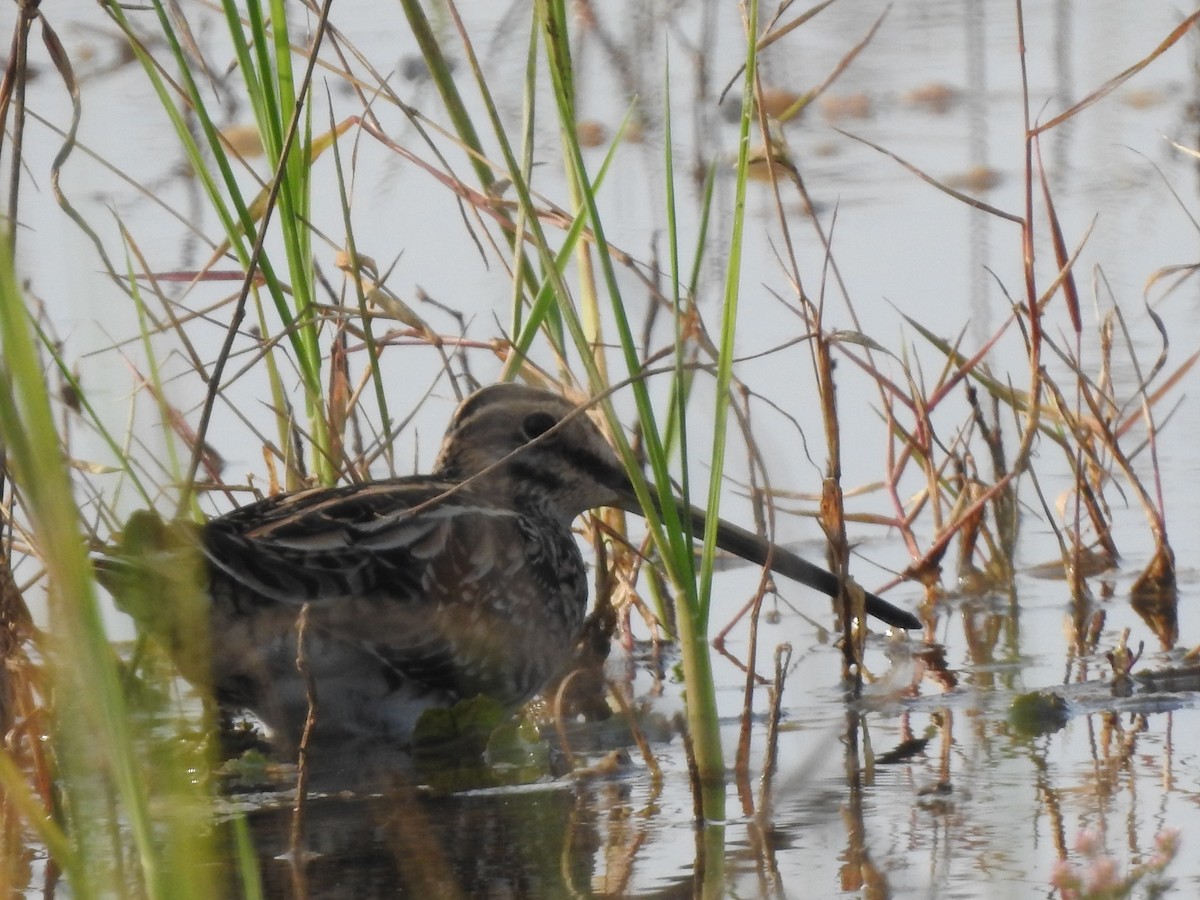 Common Snipe - Sanggrram P