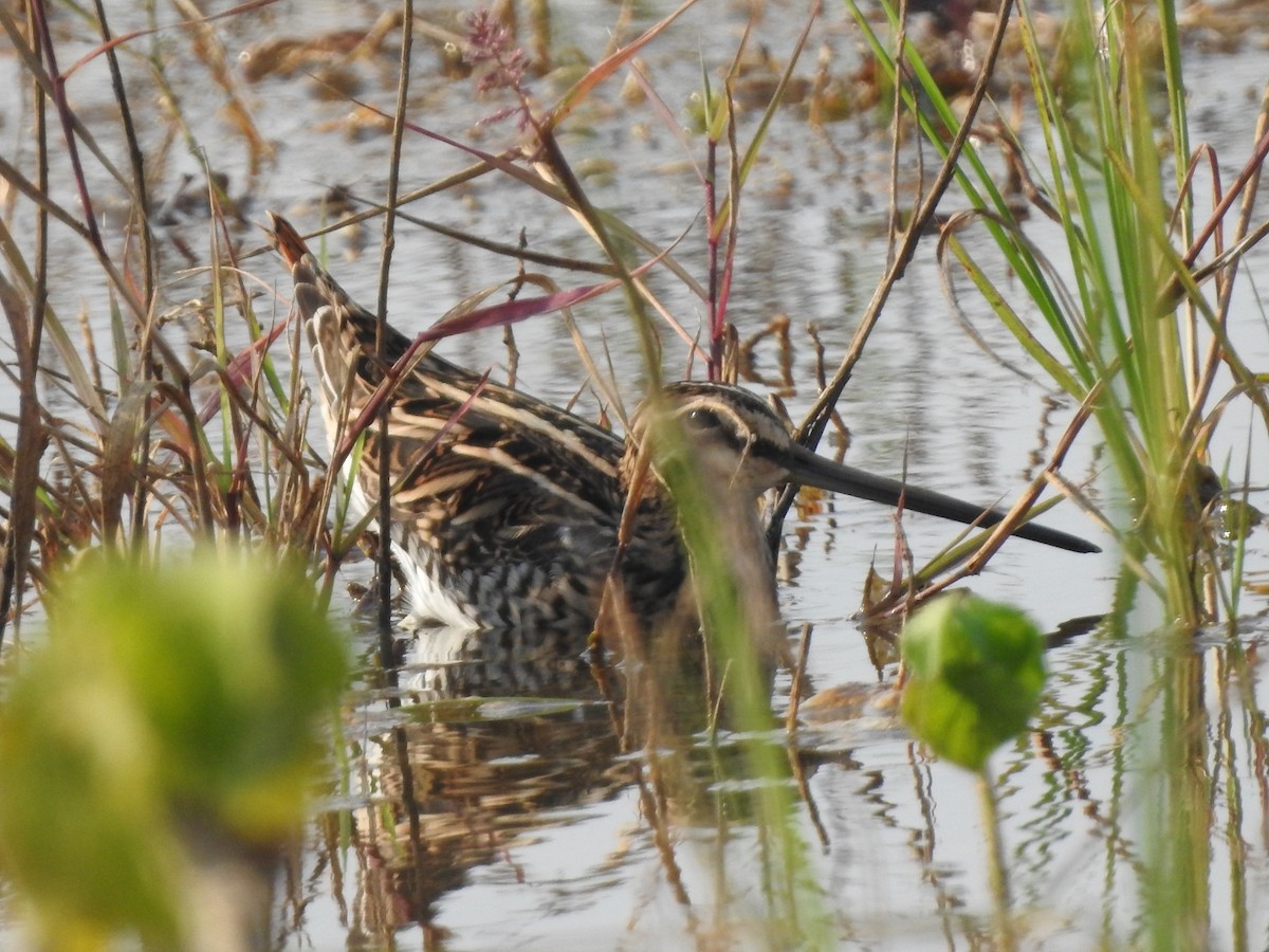 Common Snipe - ML610288623