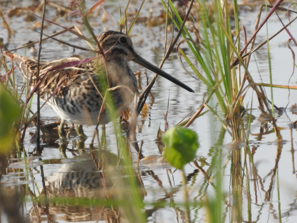 Common Snipe - ML610288624