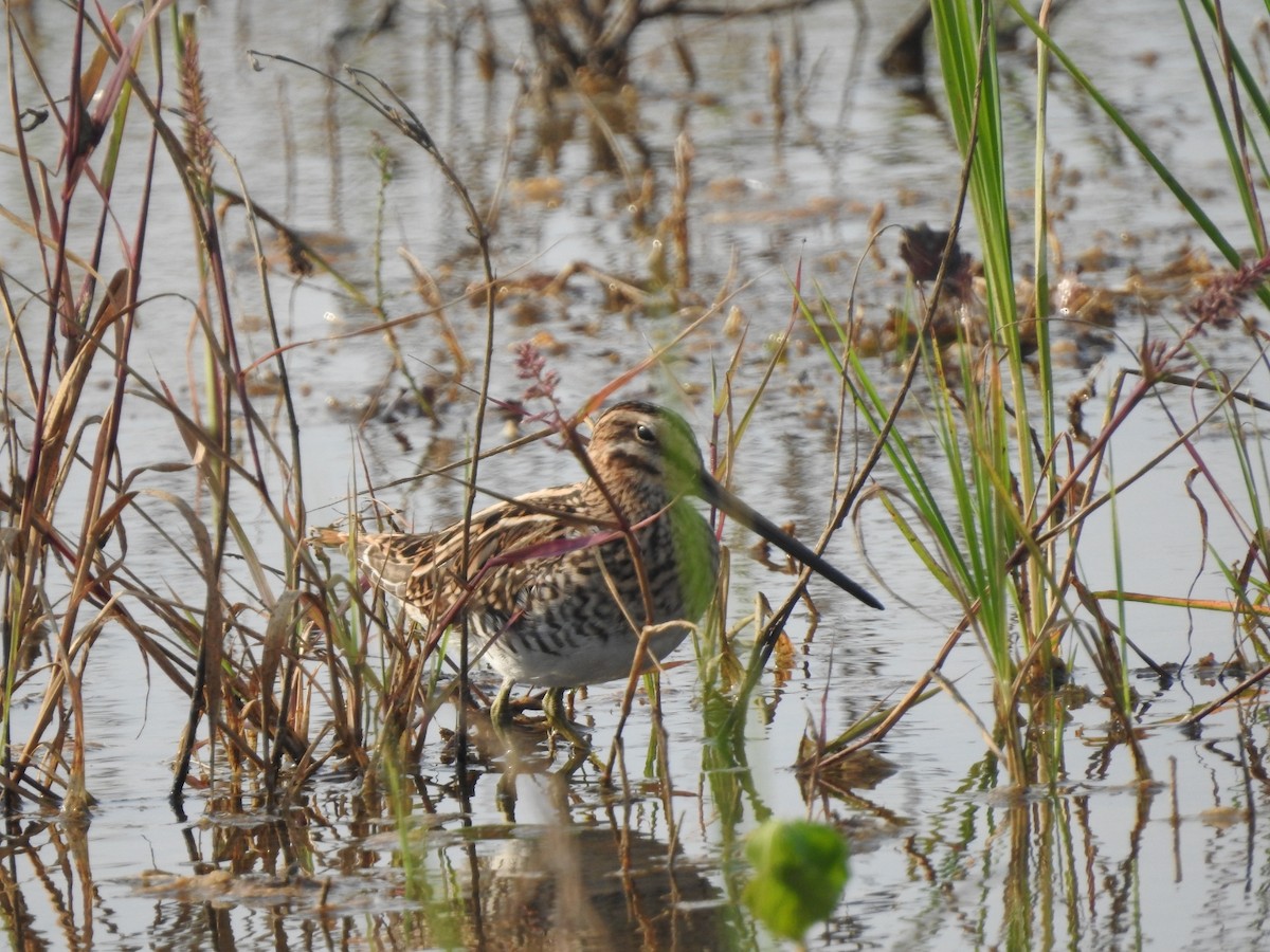 Common Snipe - ML610288625