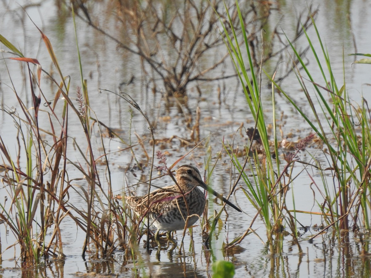 Common Snipe - ML610288626