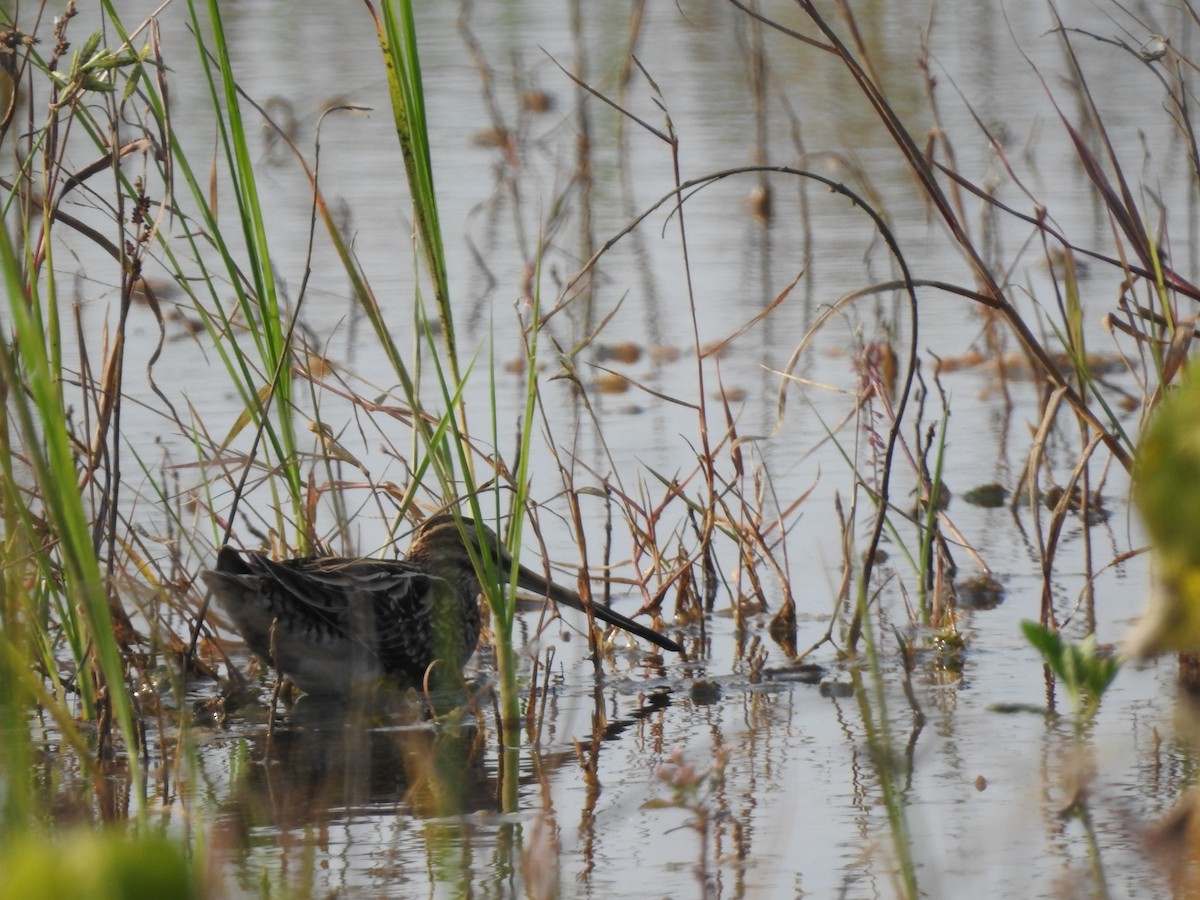 Common Snipe - ML610288628