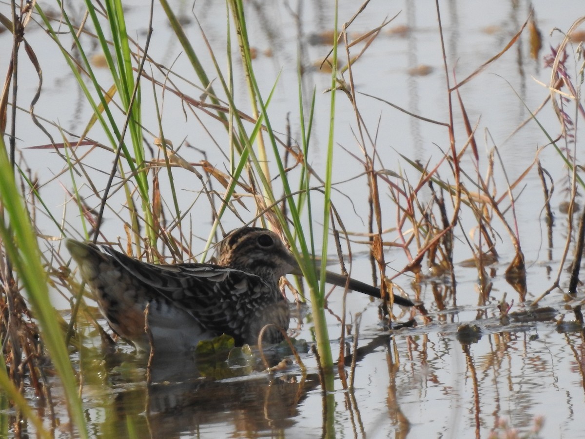 Common Snipe - ML610288630