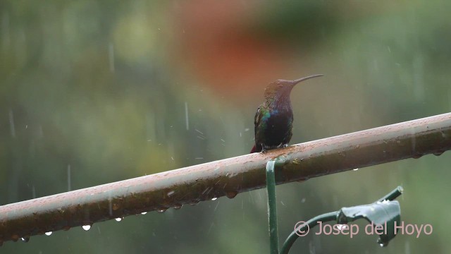 Black-throated Mango - ML610288653