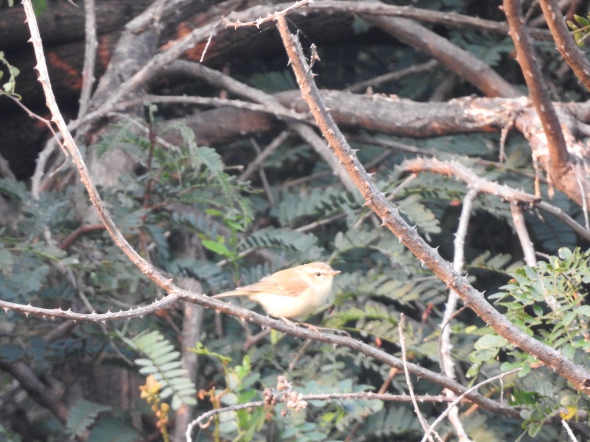 Mosquitero Verdoso - ML610288699