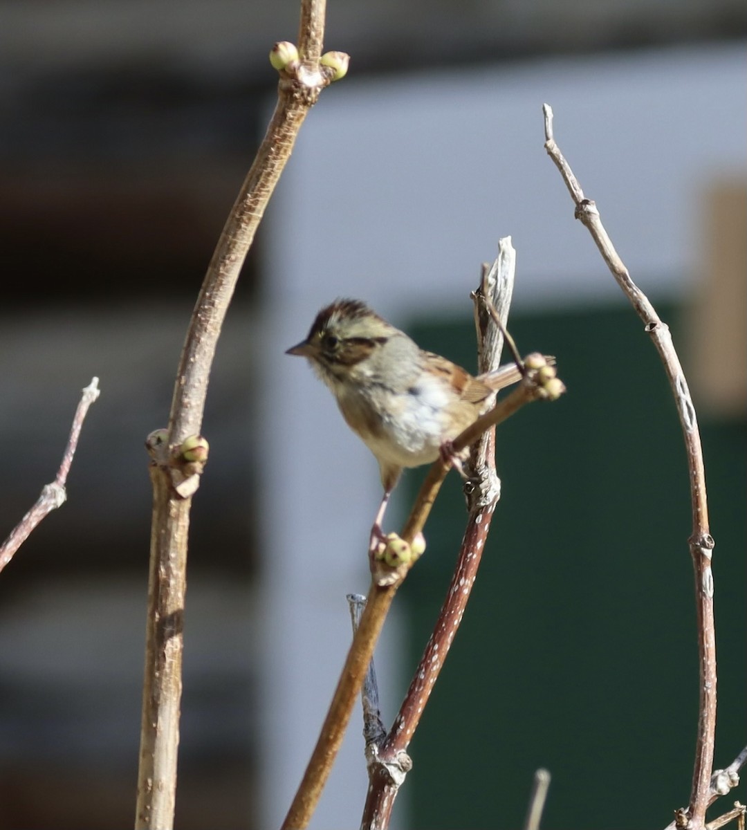 Swamp Sparrow - ML610288795