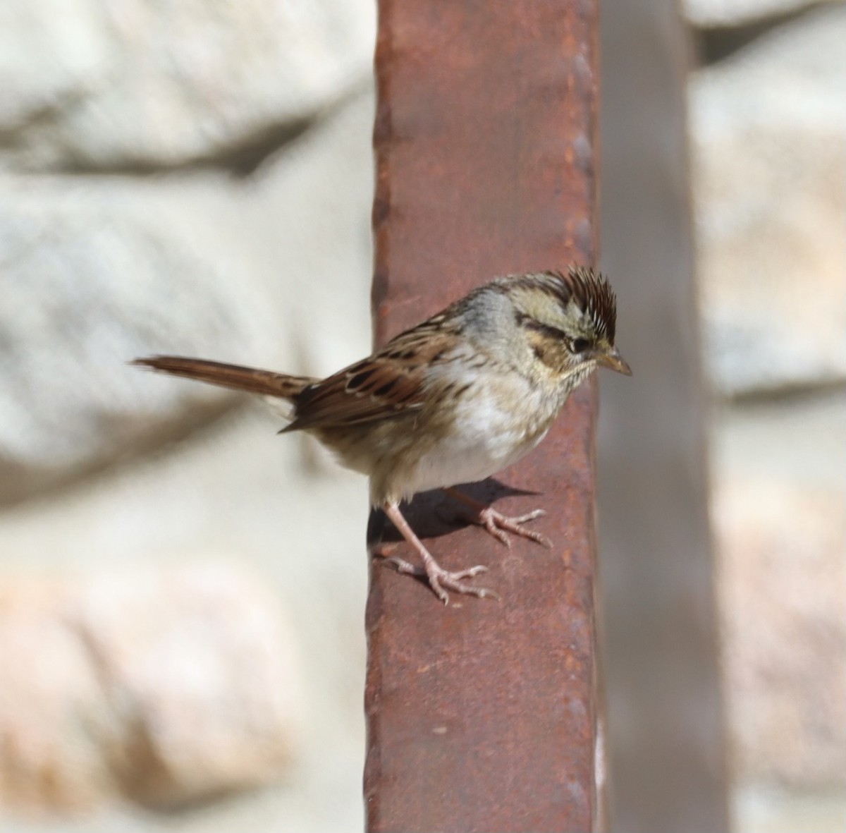 Swamp Sparrow - Brenda Dunham