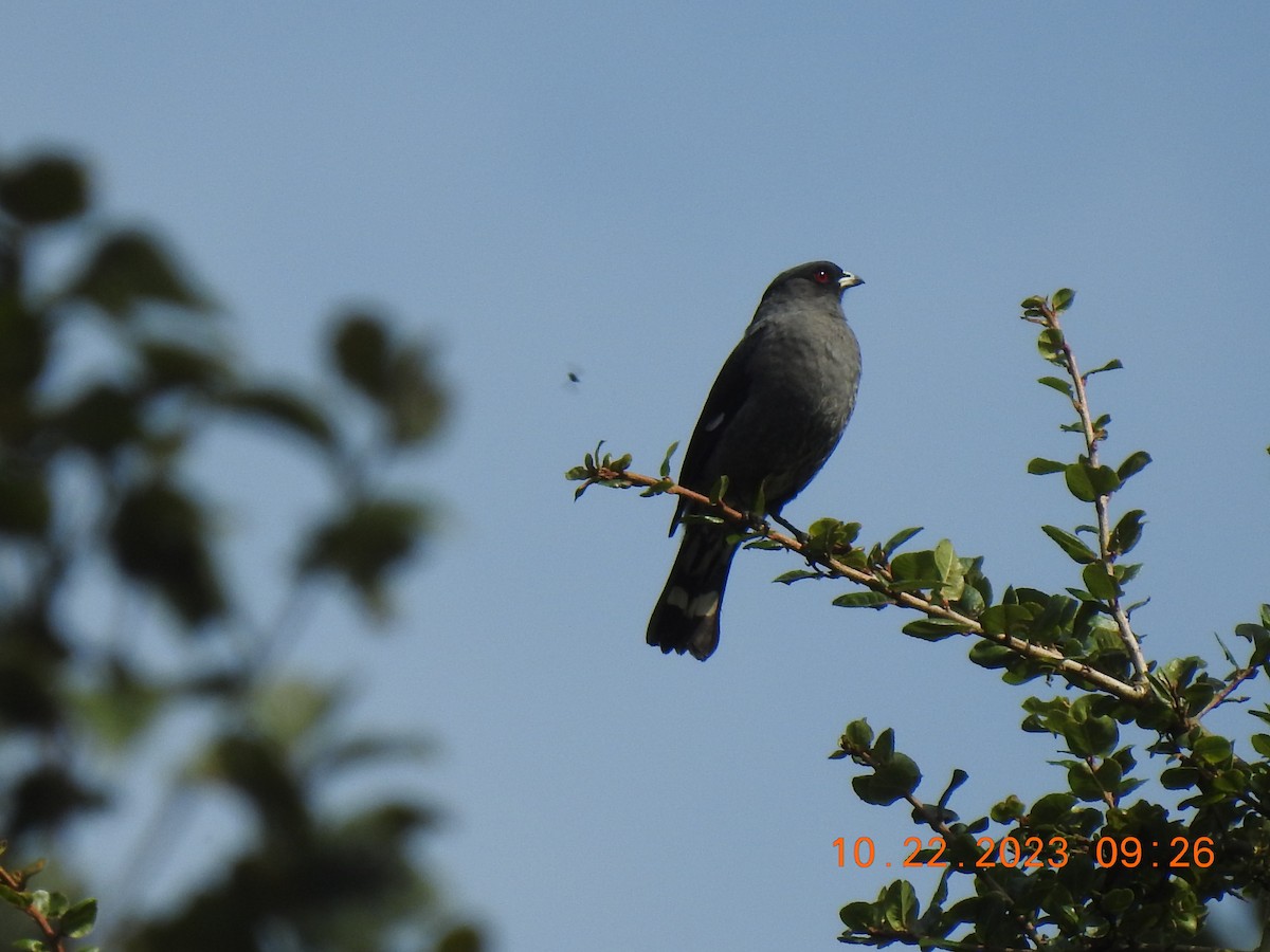 Red-crested Cotinga - ML610288800