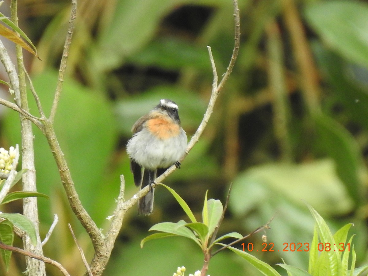 Rufous-breasted Chat-Tyrant - ML610288804