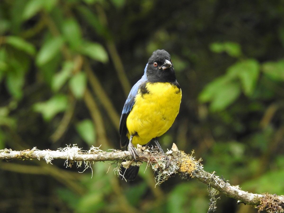 Hooded Mountain Tanager - ML610288809