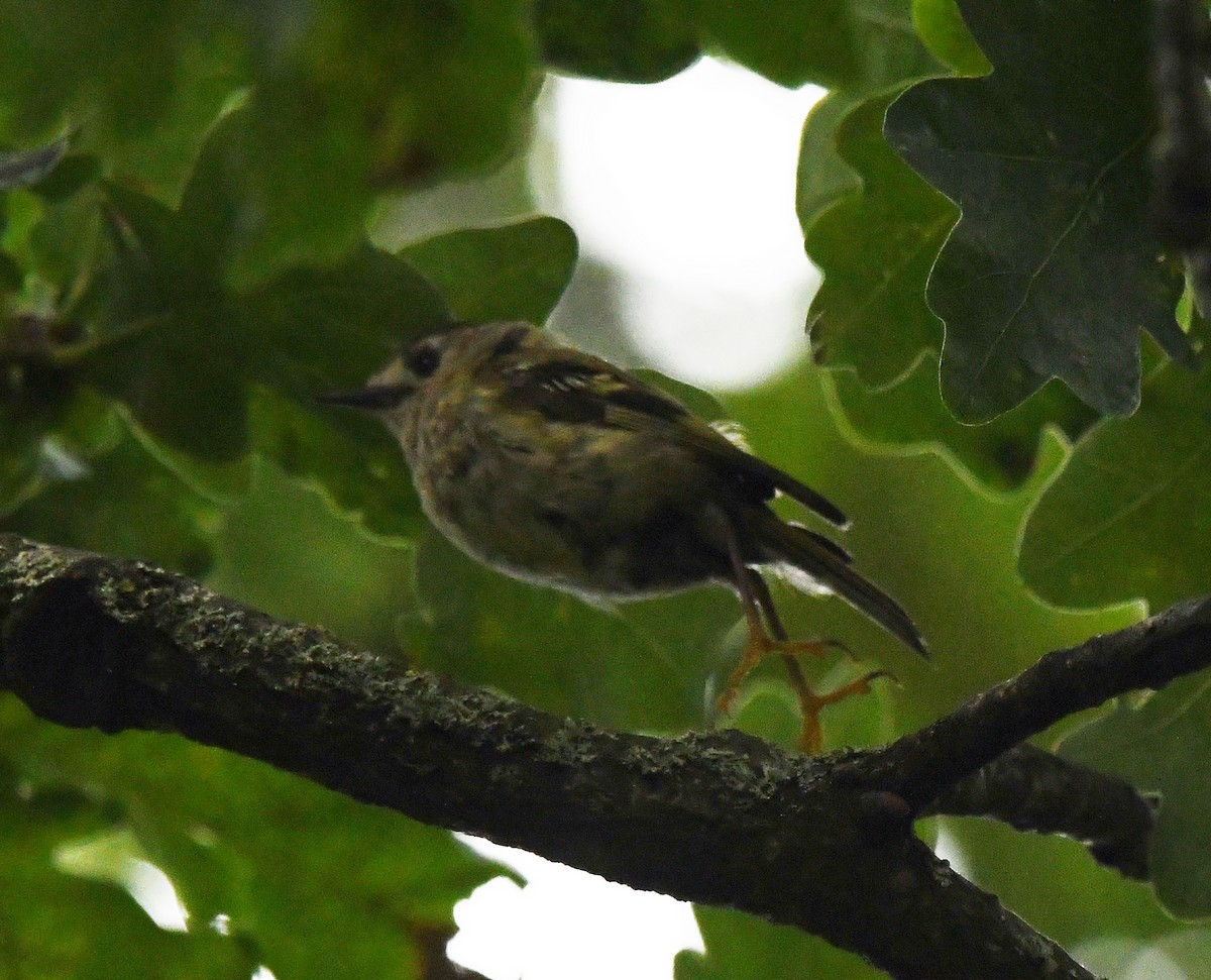 Goldcrest (European) - ML610288844