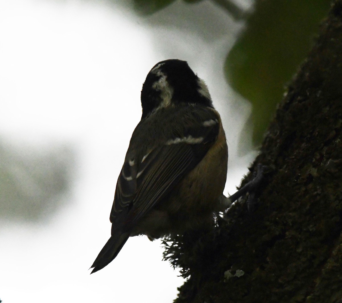 Coal Tit (British) - ML610288849