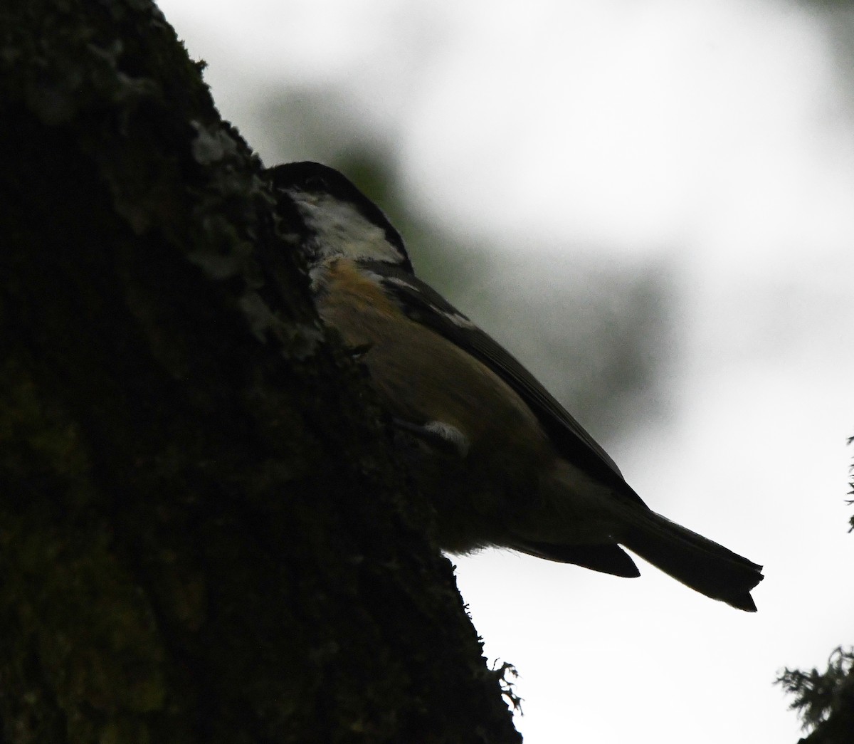 Coal Tit (British) - ML610288850