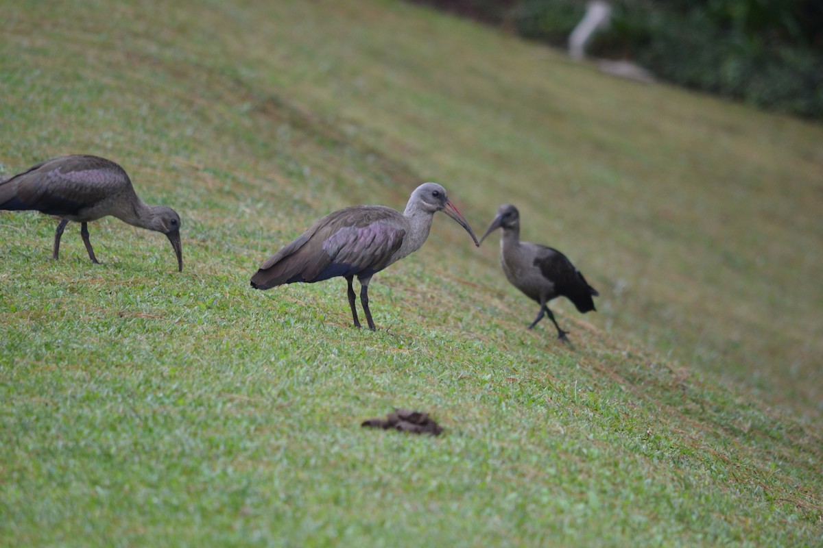 Hadada Ibis - ML610288921