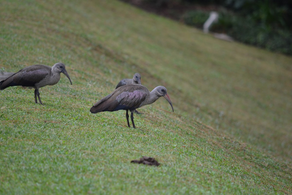 Hadada Ibis - ML610288922